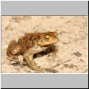 Bufo bufo - Erdkroete 11 Niedringhaussee.jpg